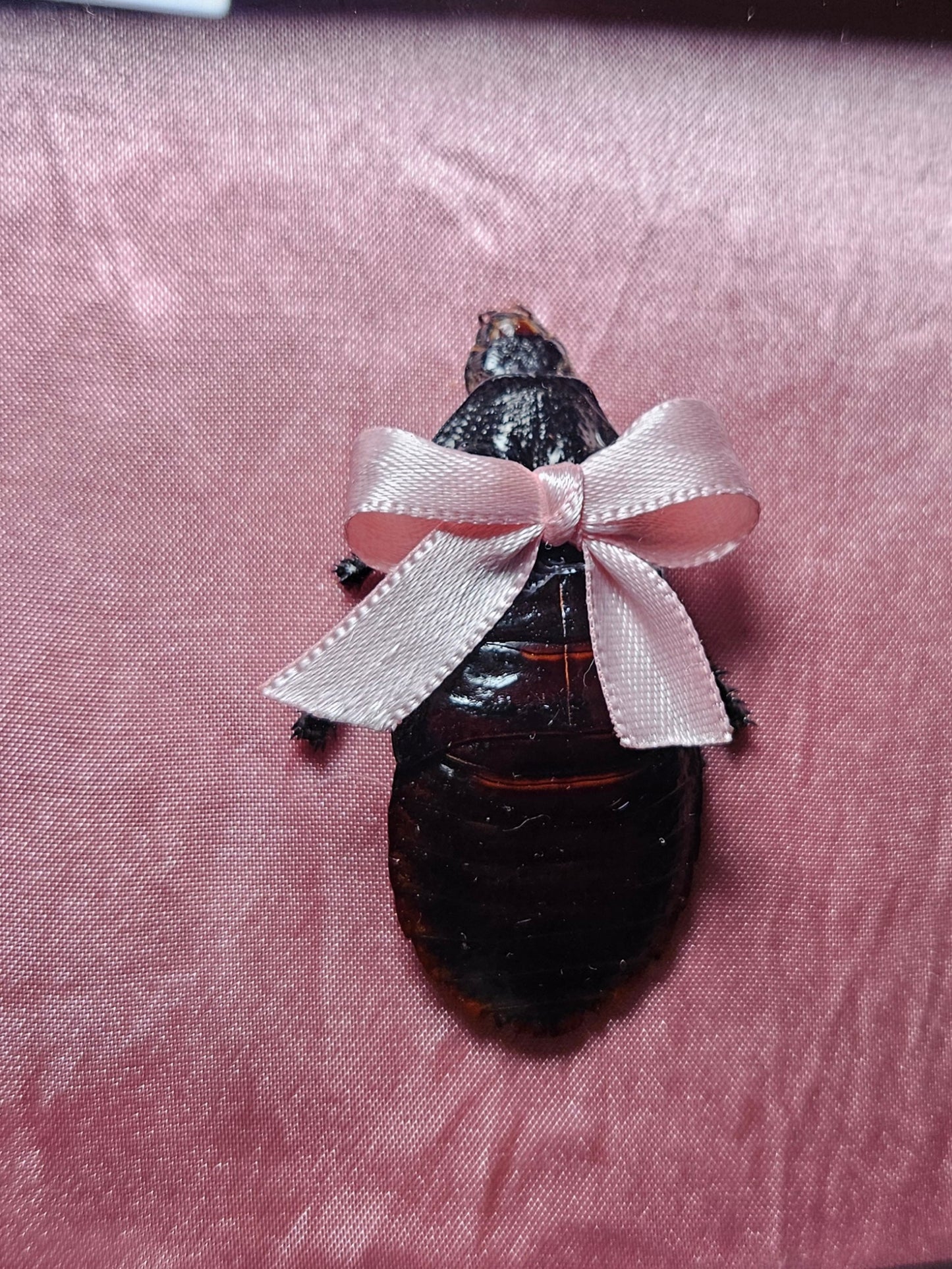 ✨️🎀cocka-roach🎀✨️