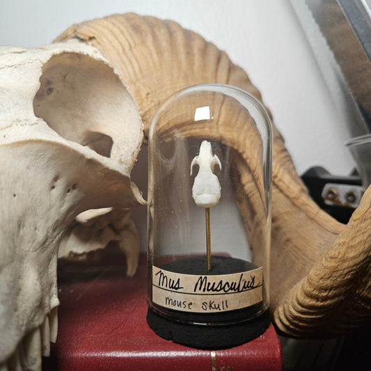 Mouse Skull curio dome