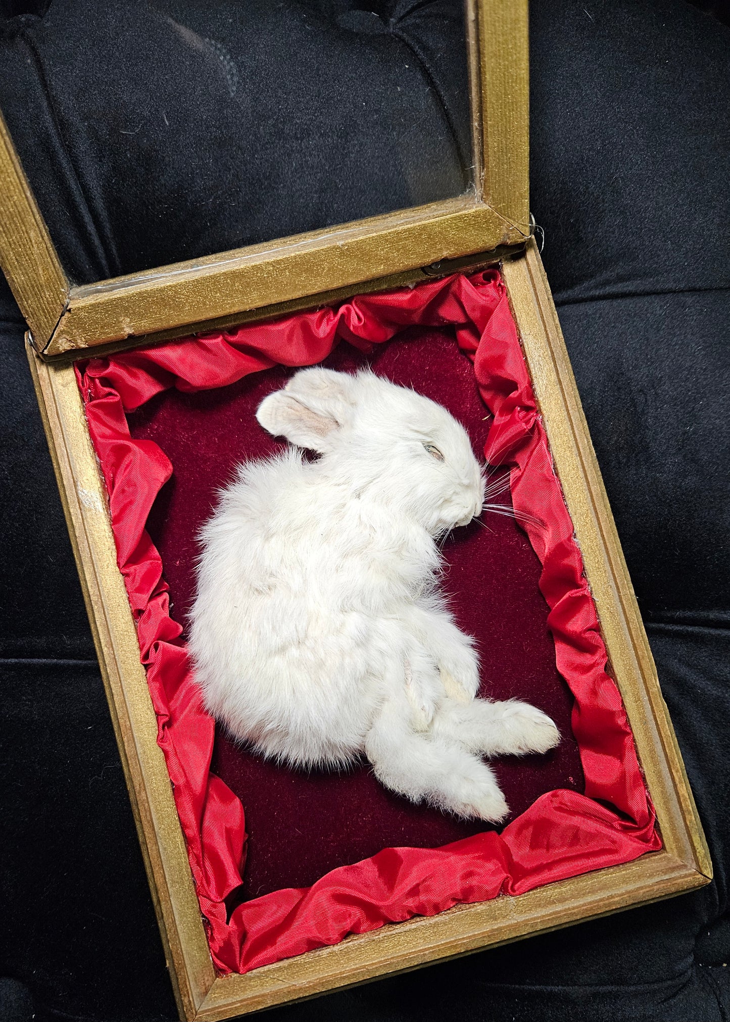 Mummified white bunny