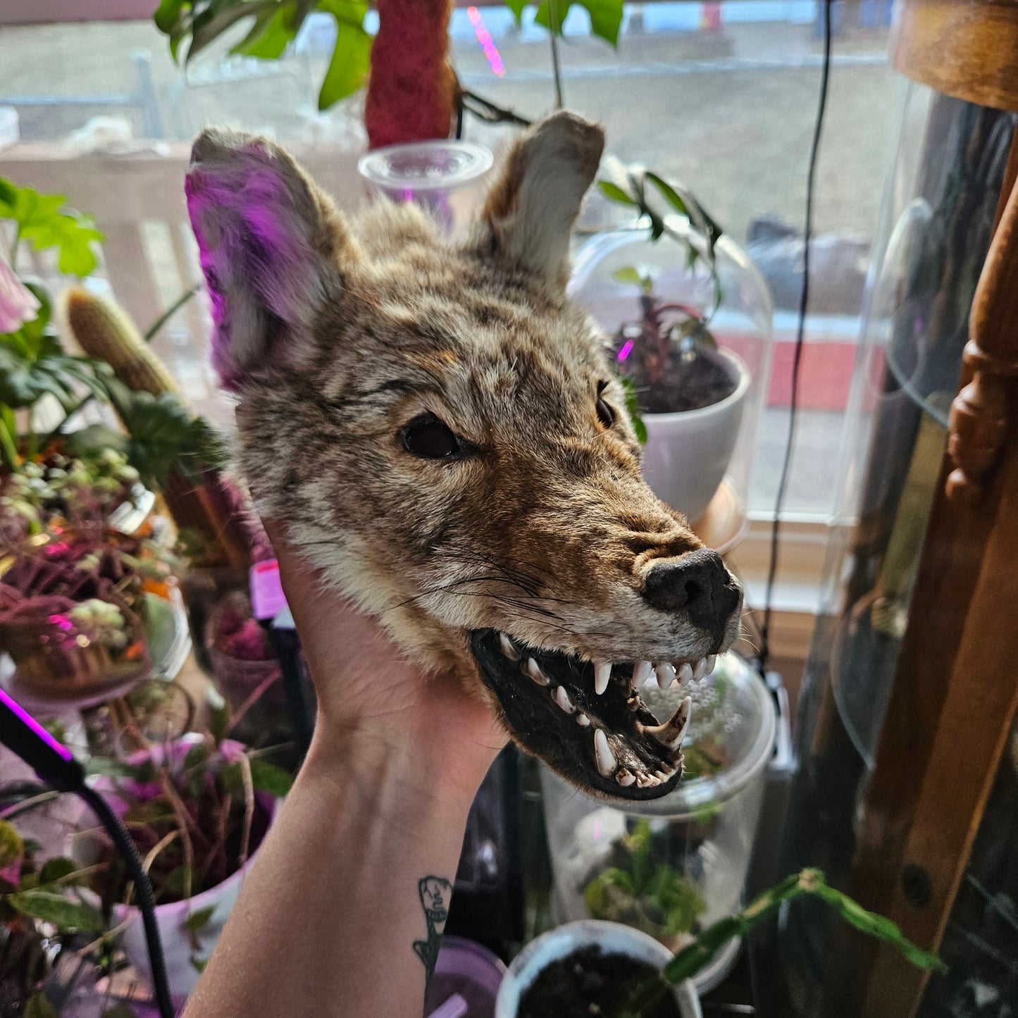 Derpy mummified coyote head