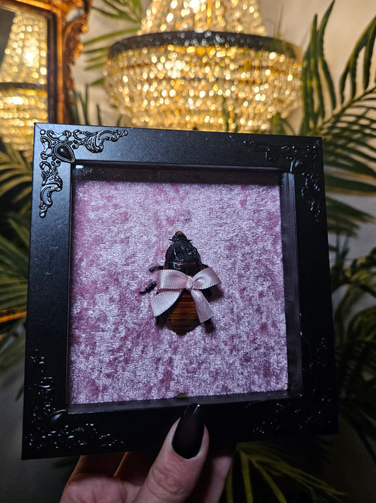 ✨️Bigger cockaroach✨️