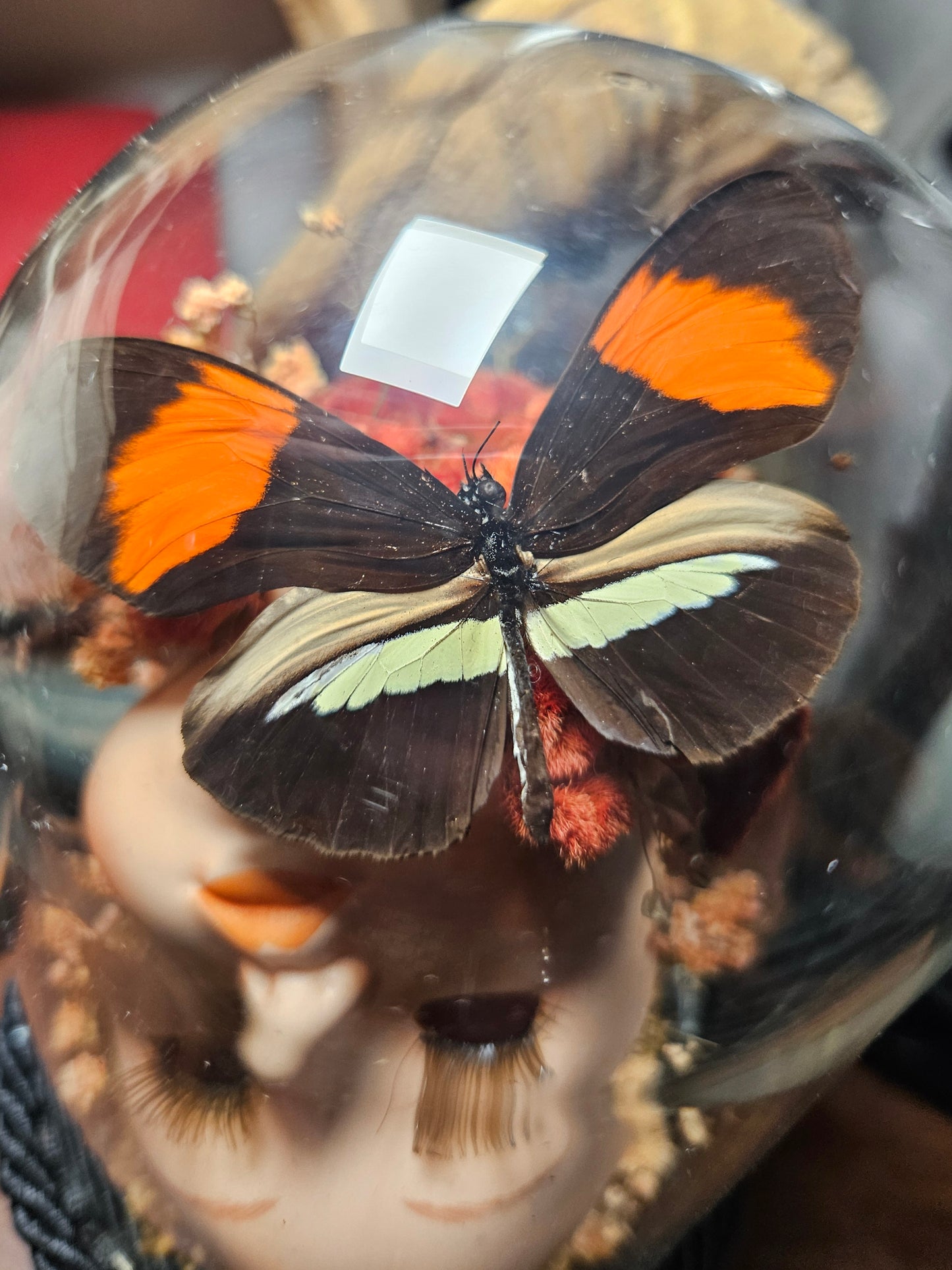 Doris Longwing Doll Head Dome