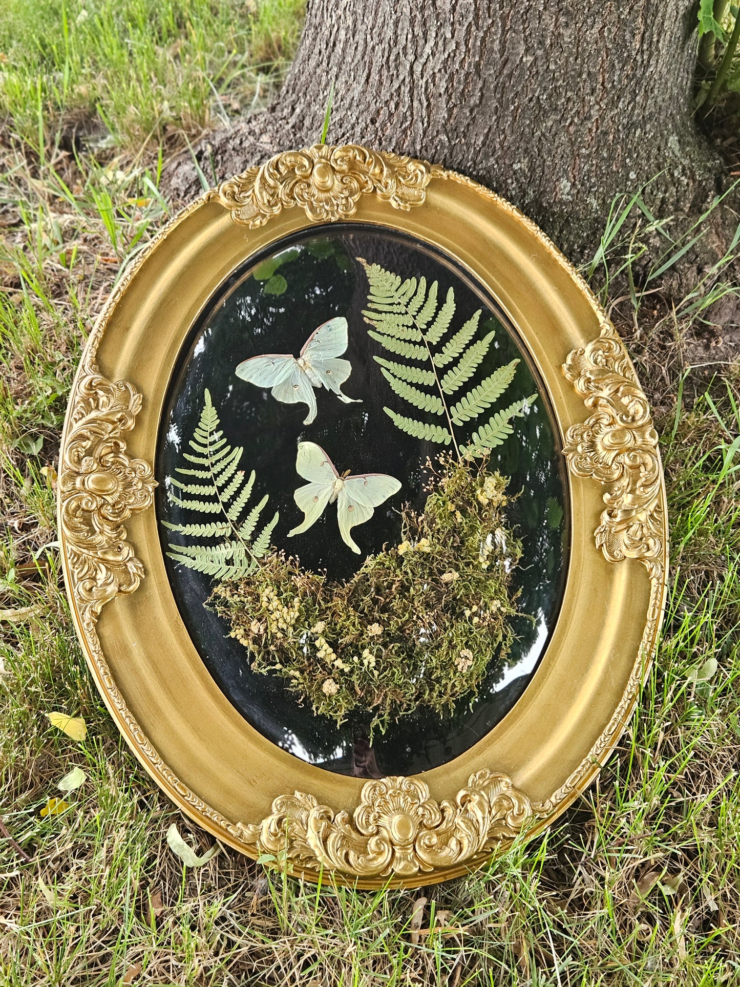 Luna Moth duo Forest
