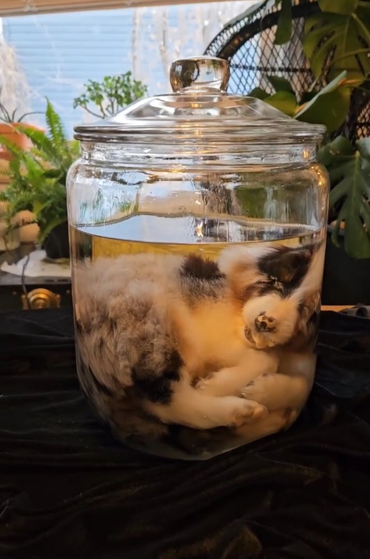 Australian Shepard puppy wet specimen