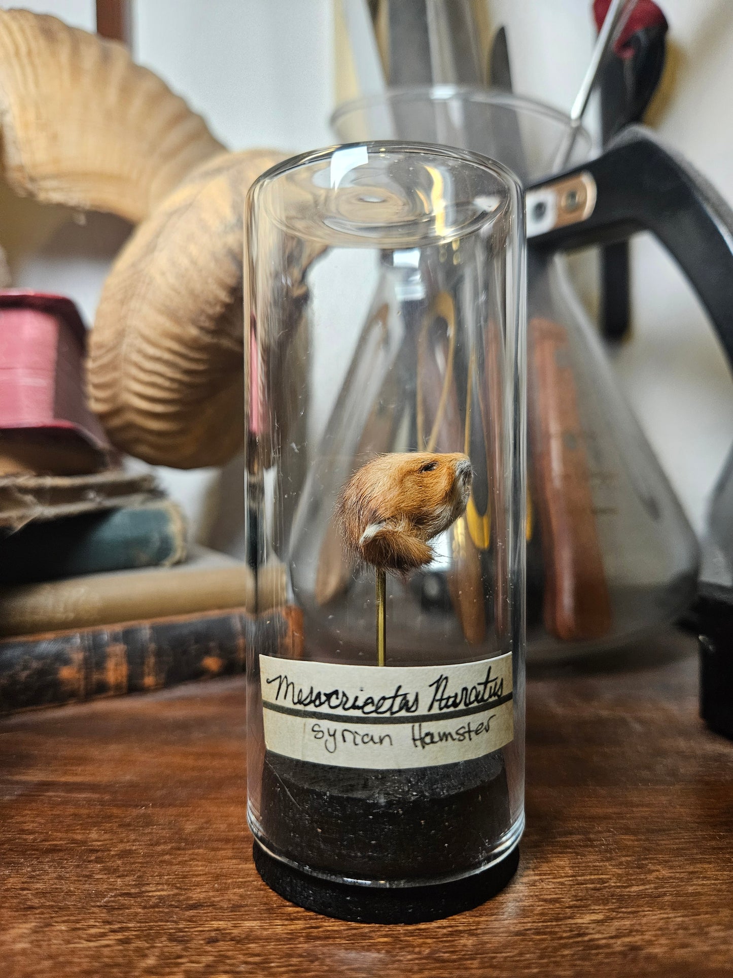 Syrian Hamster Curio Dome