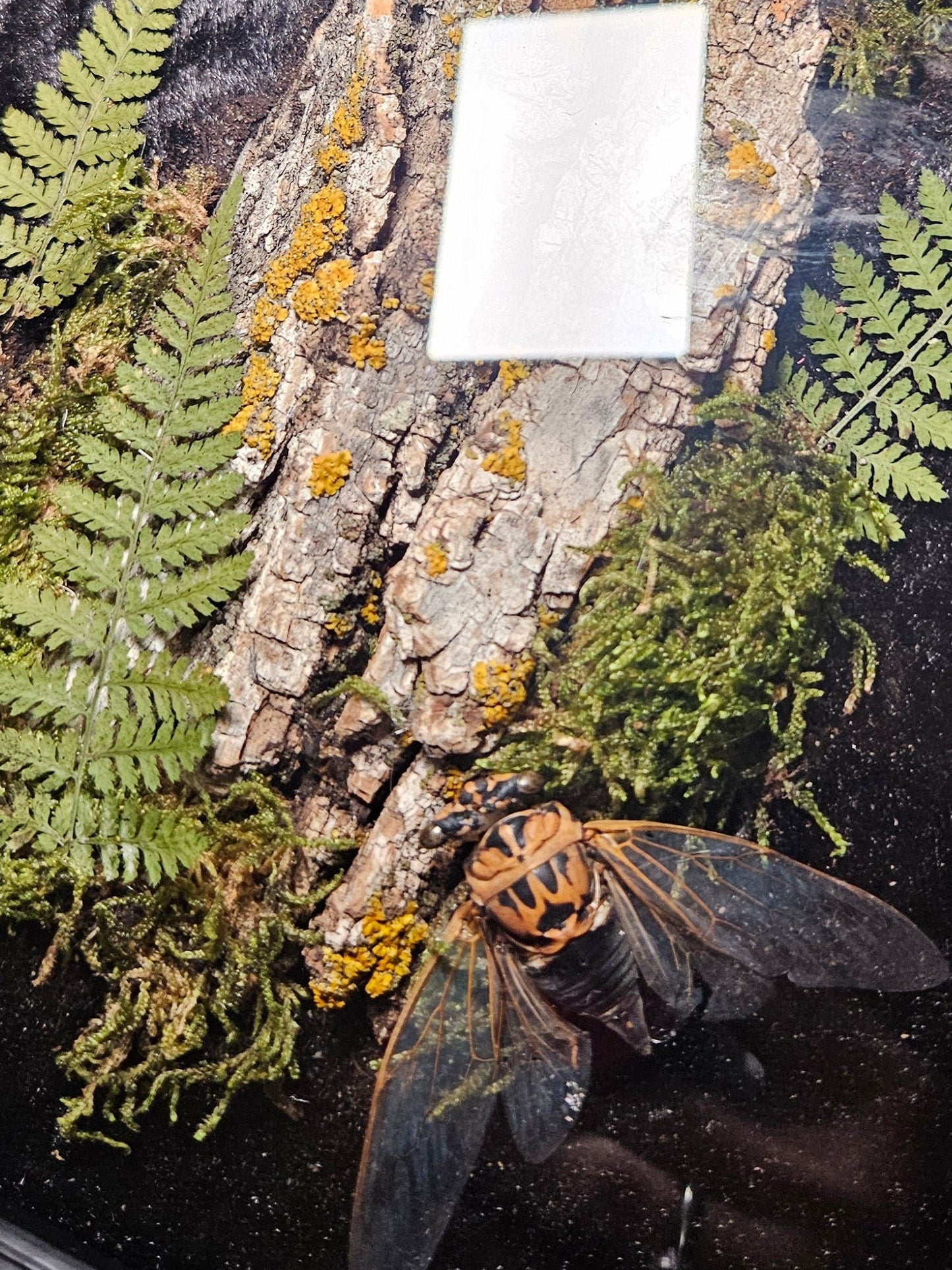Cicada Duo Eye-Spy