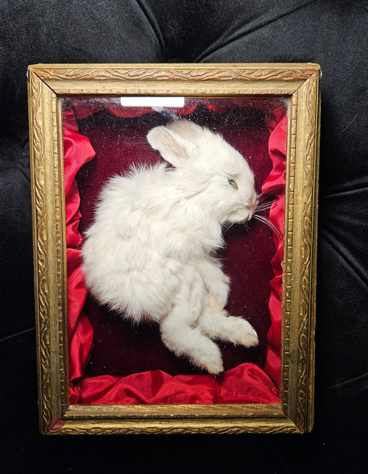 Mummified white bunny