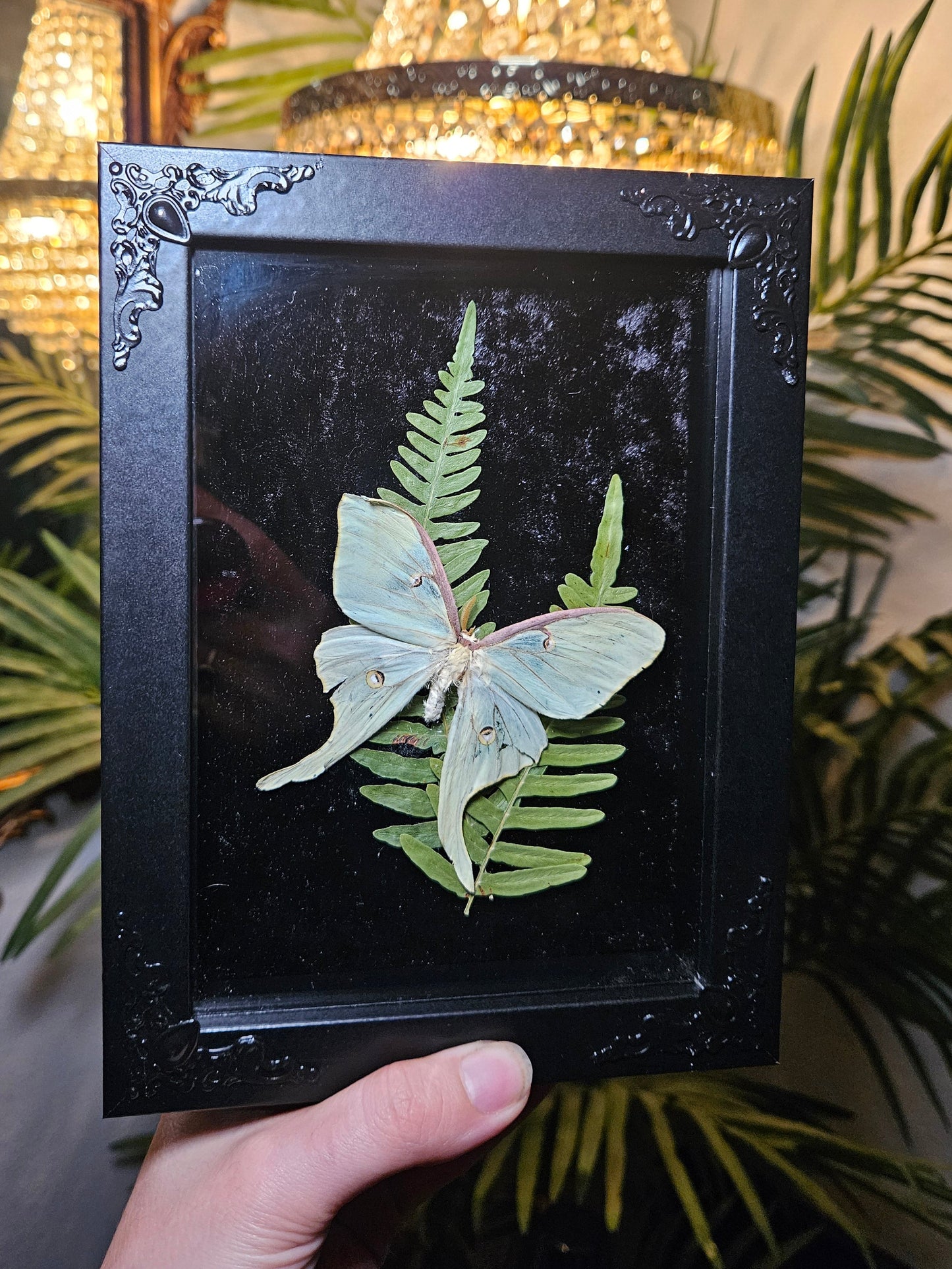 Luna Moth Dance