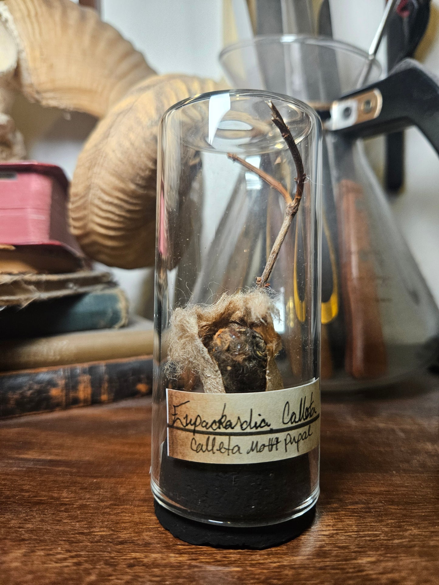 Moth & Butterfly Curio Domes