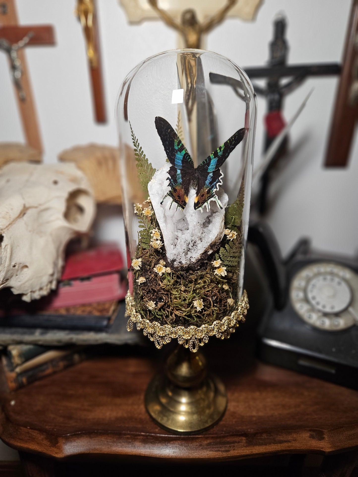 Sunset Moth Tallboy Dome