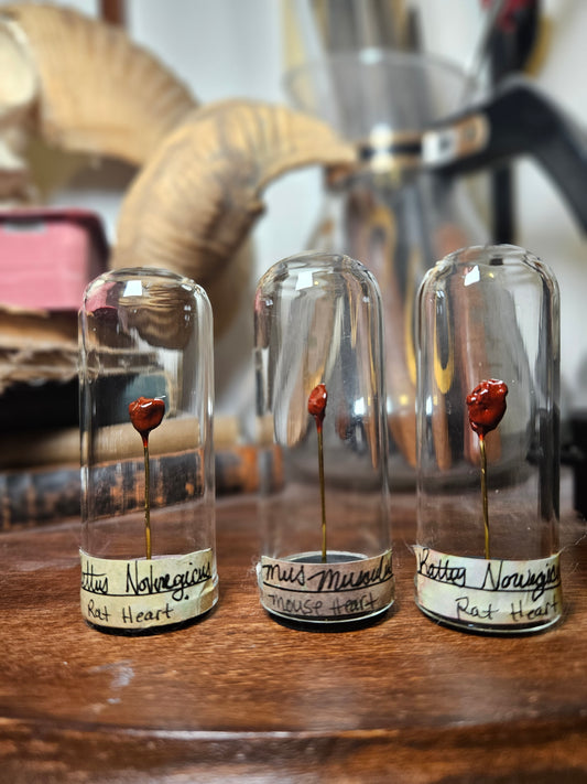 Preserved rat & mouse heart domes