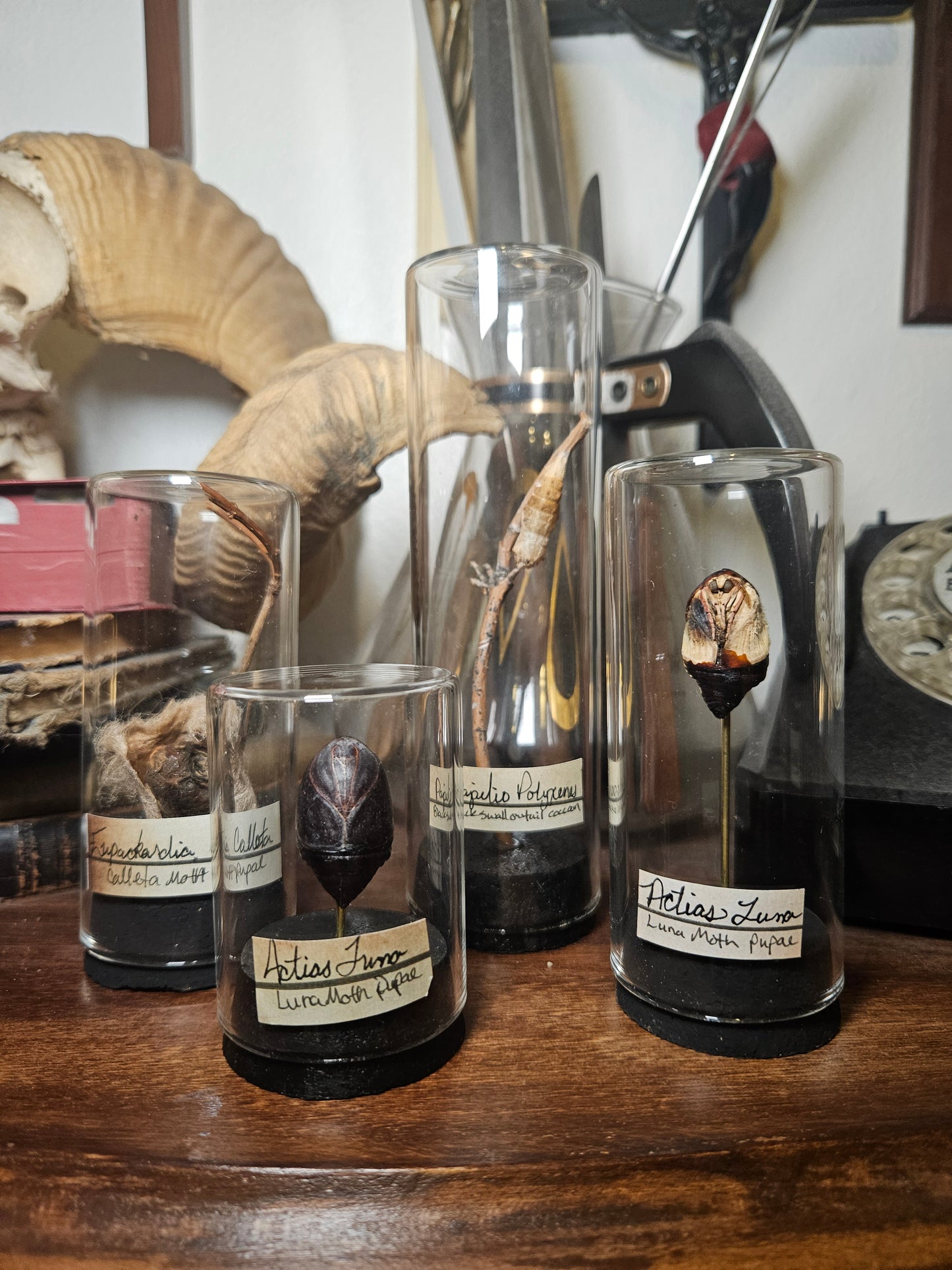 Moth & Butterfly Curio Domes