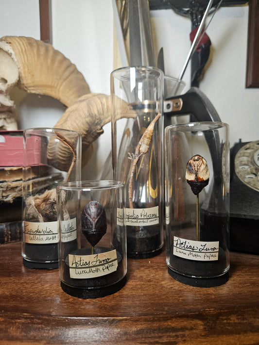 Moth & Butterfly Curio Domes