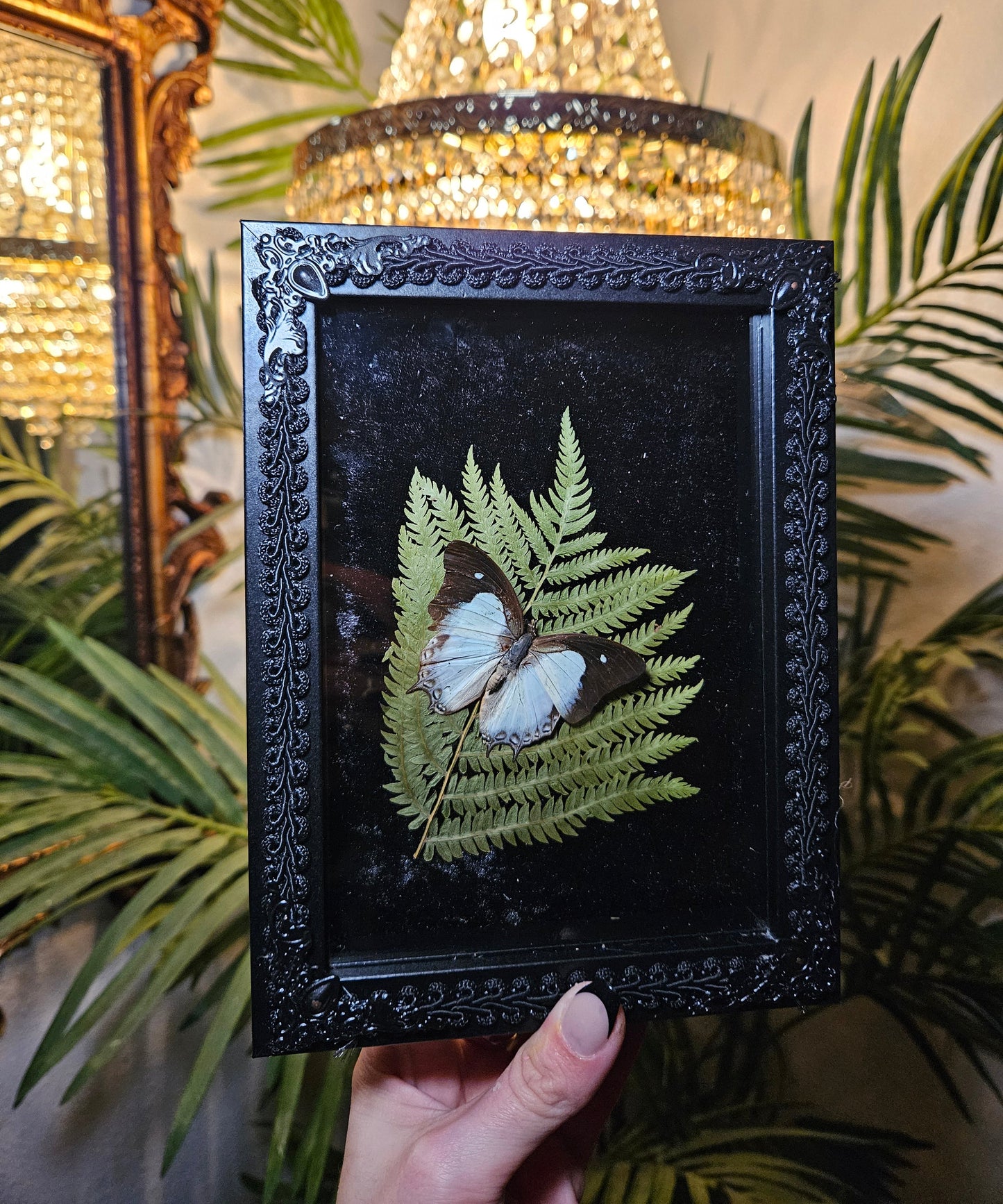 Common Nawab Butterfly Dance