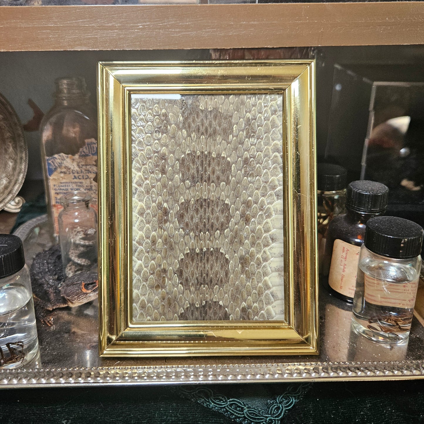Framed rattlesnake skin