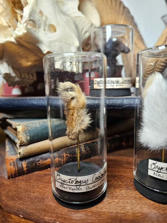 Rabbit Foot Curios