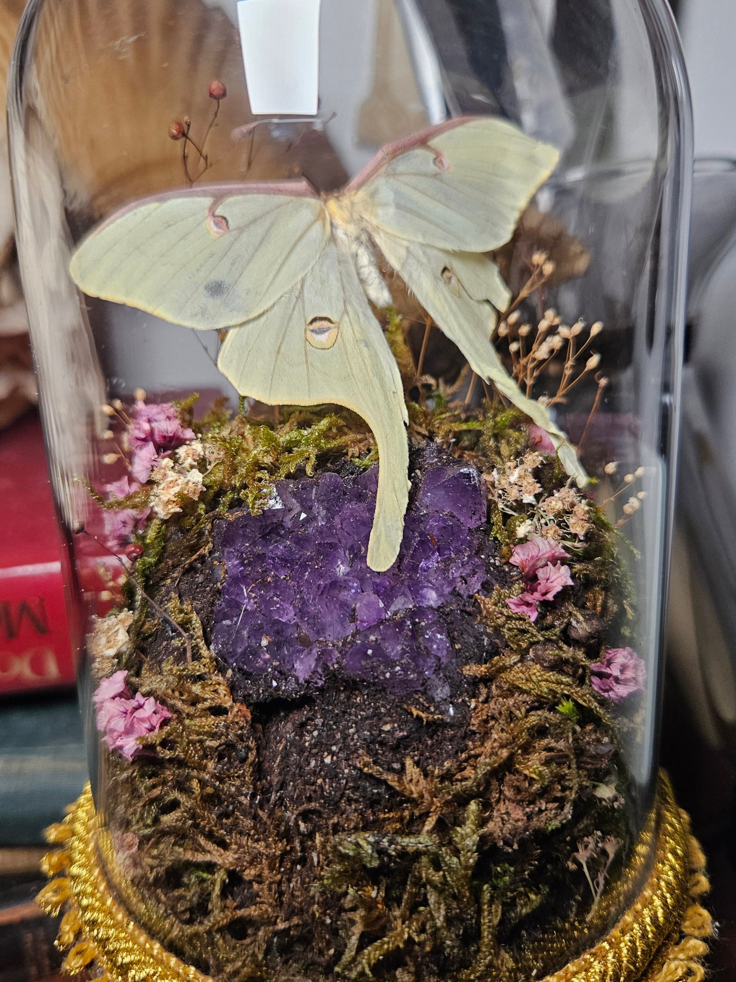 Luna Moth Dome