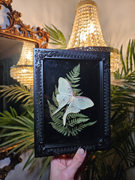 Luna Moth Dance