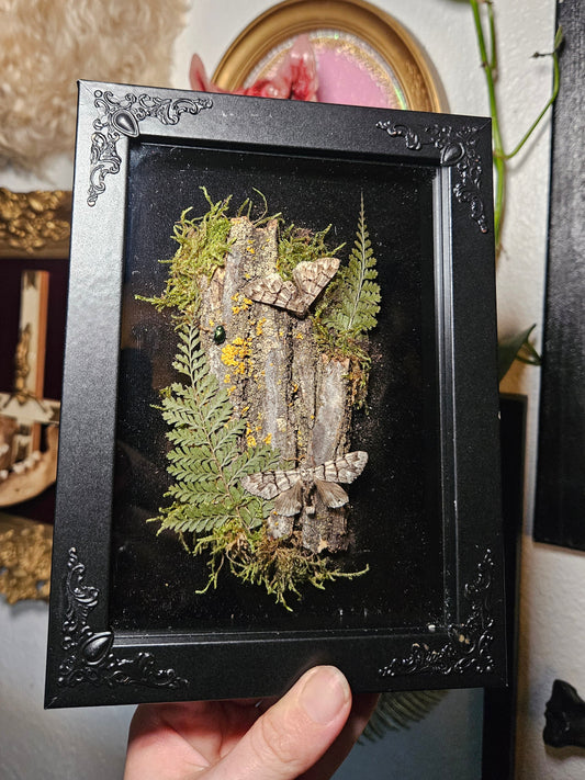 Panthea Moth Eye-spy