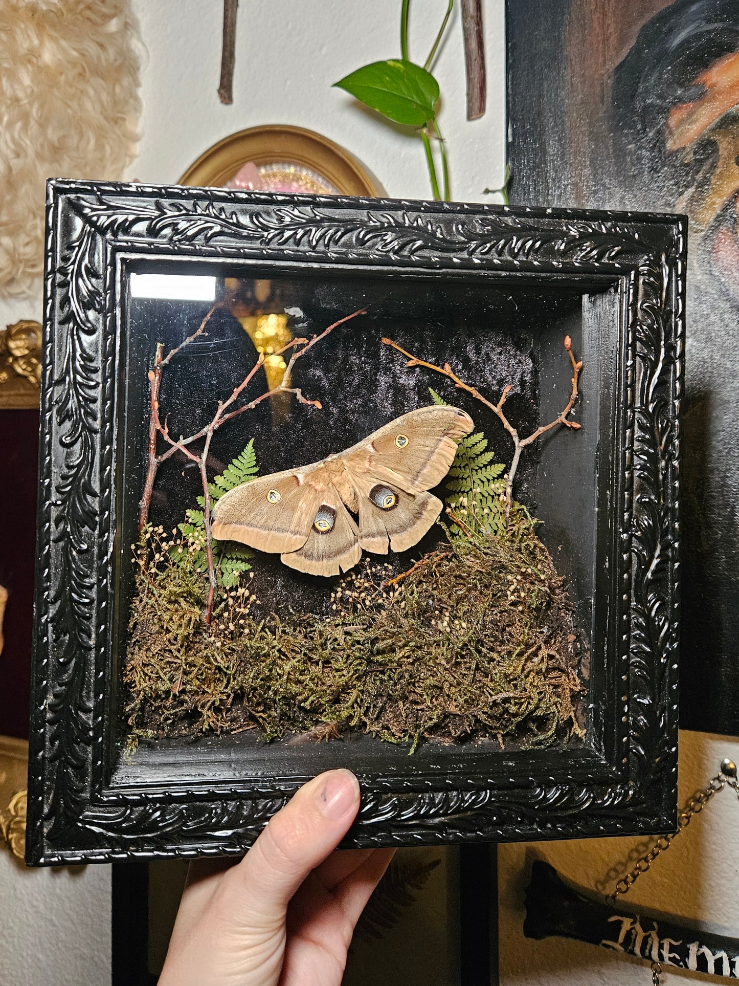 Polyphemus Moth Forest