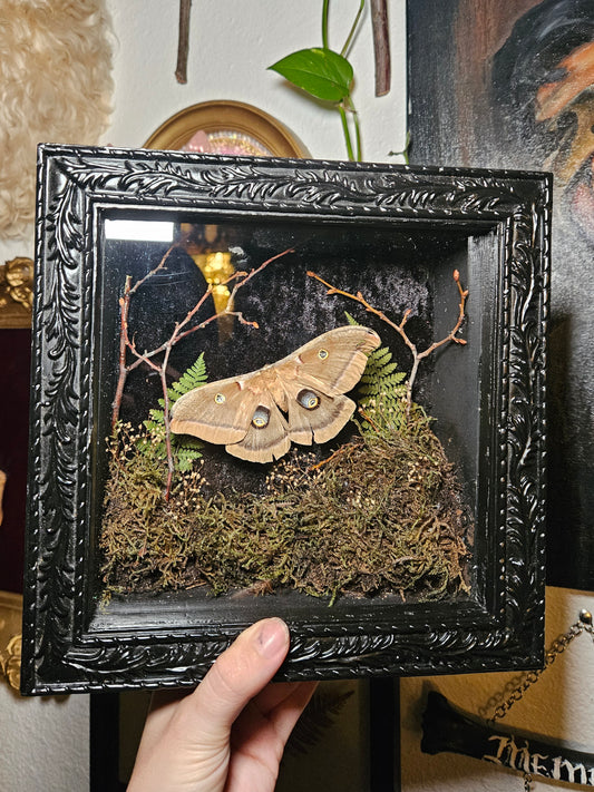 Polyphemus Moth Forest