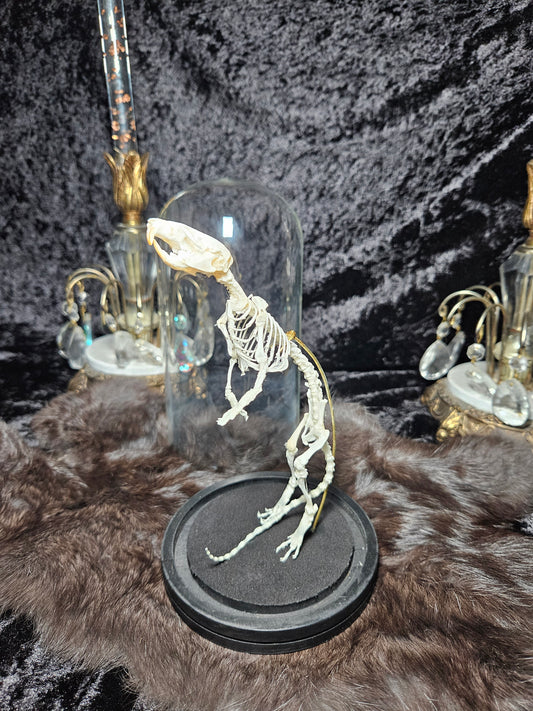 Rat Skeleton Dome