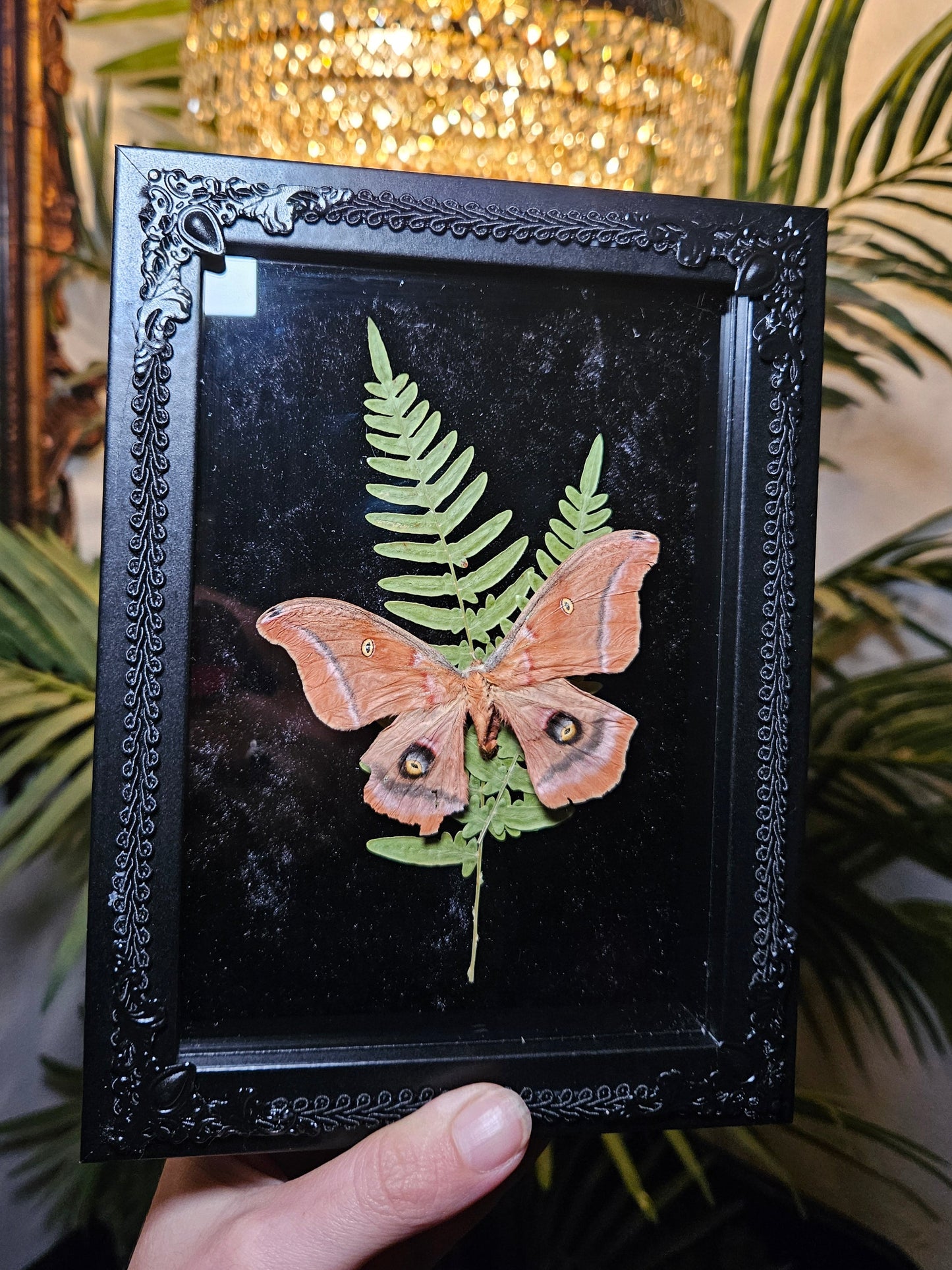 Polyphemus Moth Dance