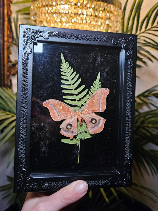 Polyphemus Moth Dance