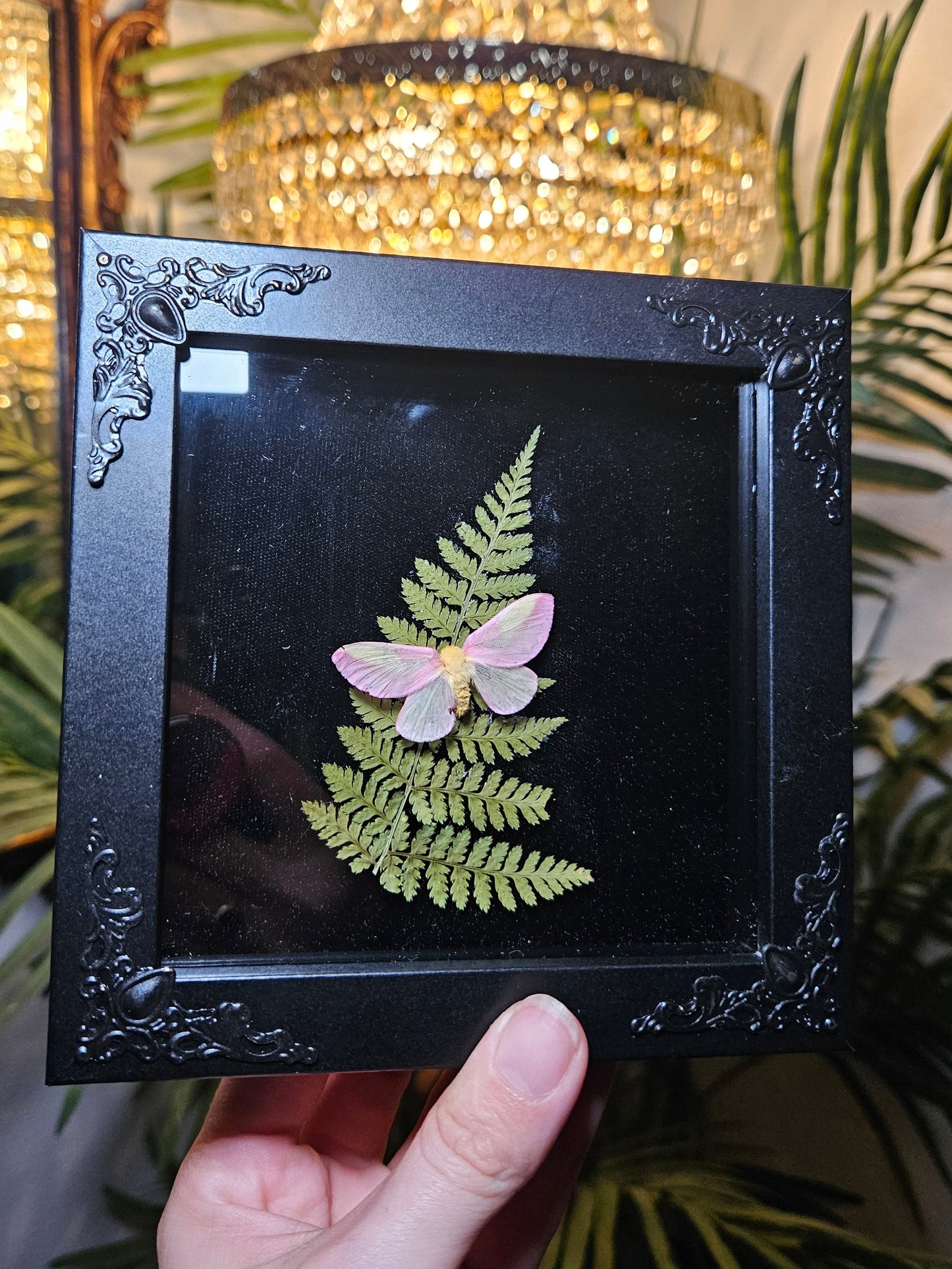 Rosy Maple Moth Dance