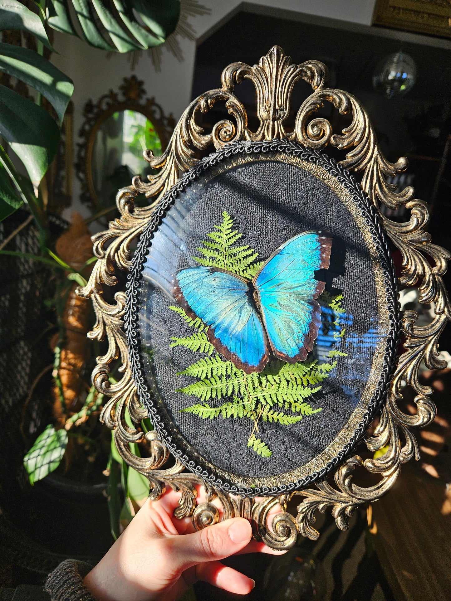 Morpho Peleides