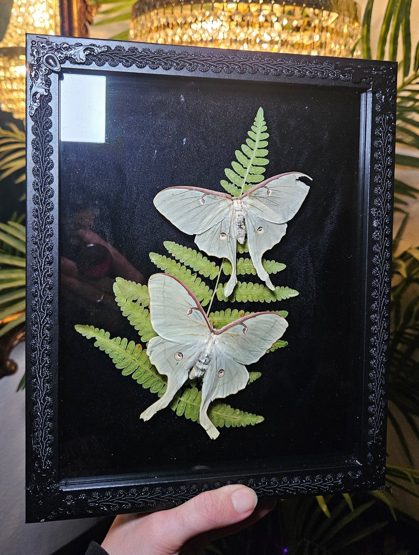 Luna Moth Duo Dance