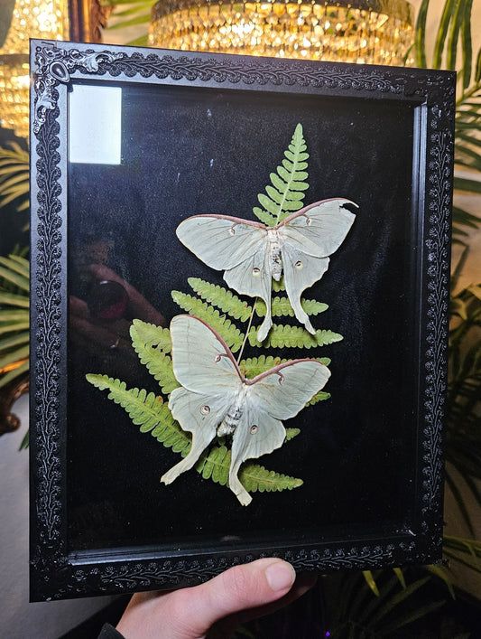 Luna Moth Duo Dance