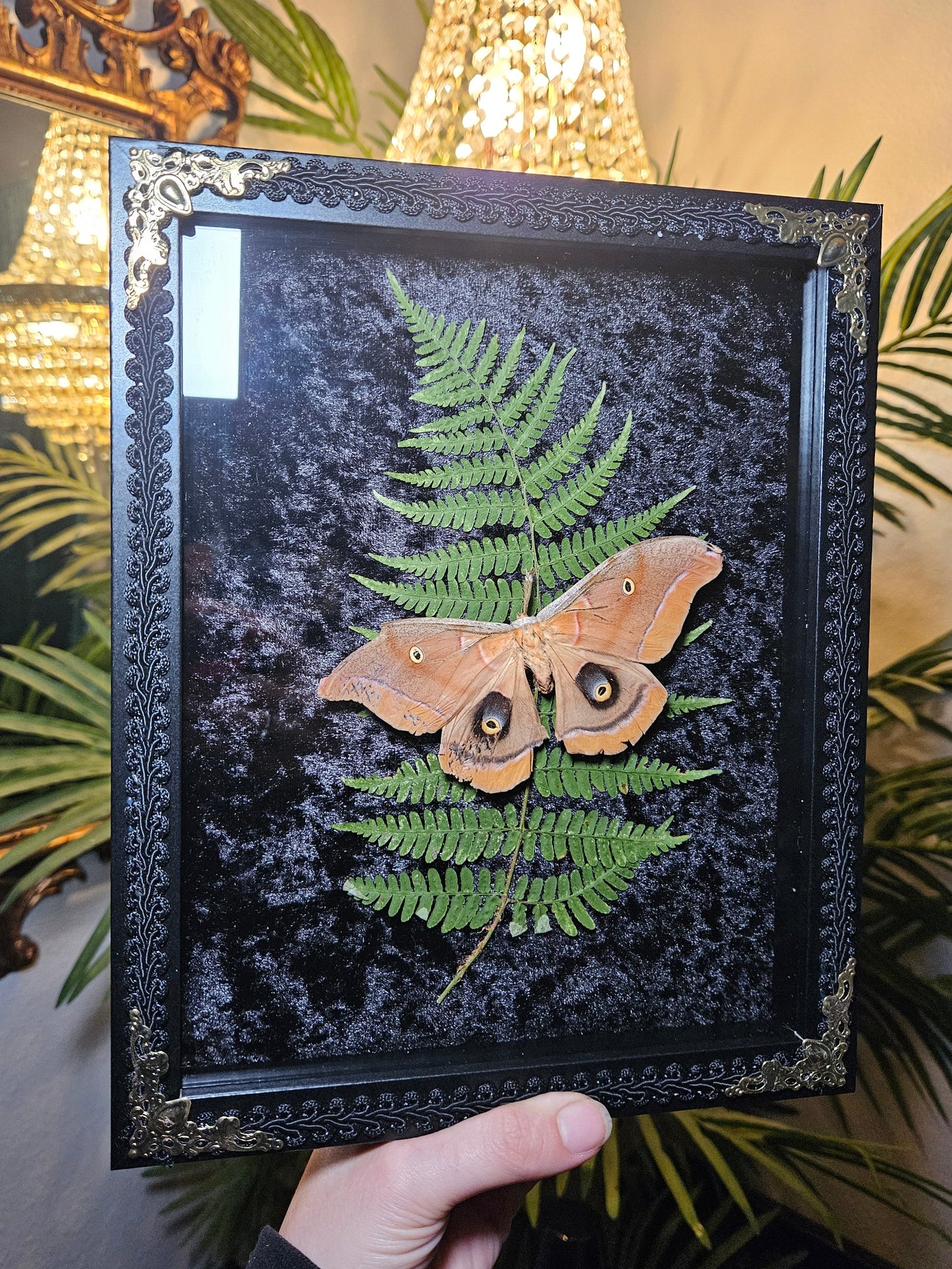 Polyphemus Moth Dance