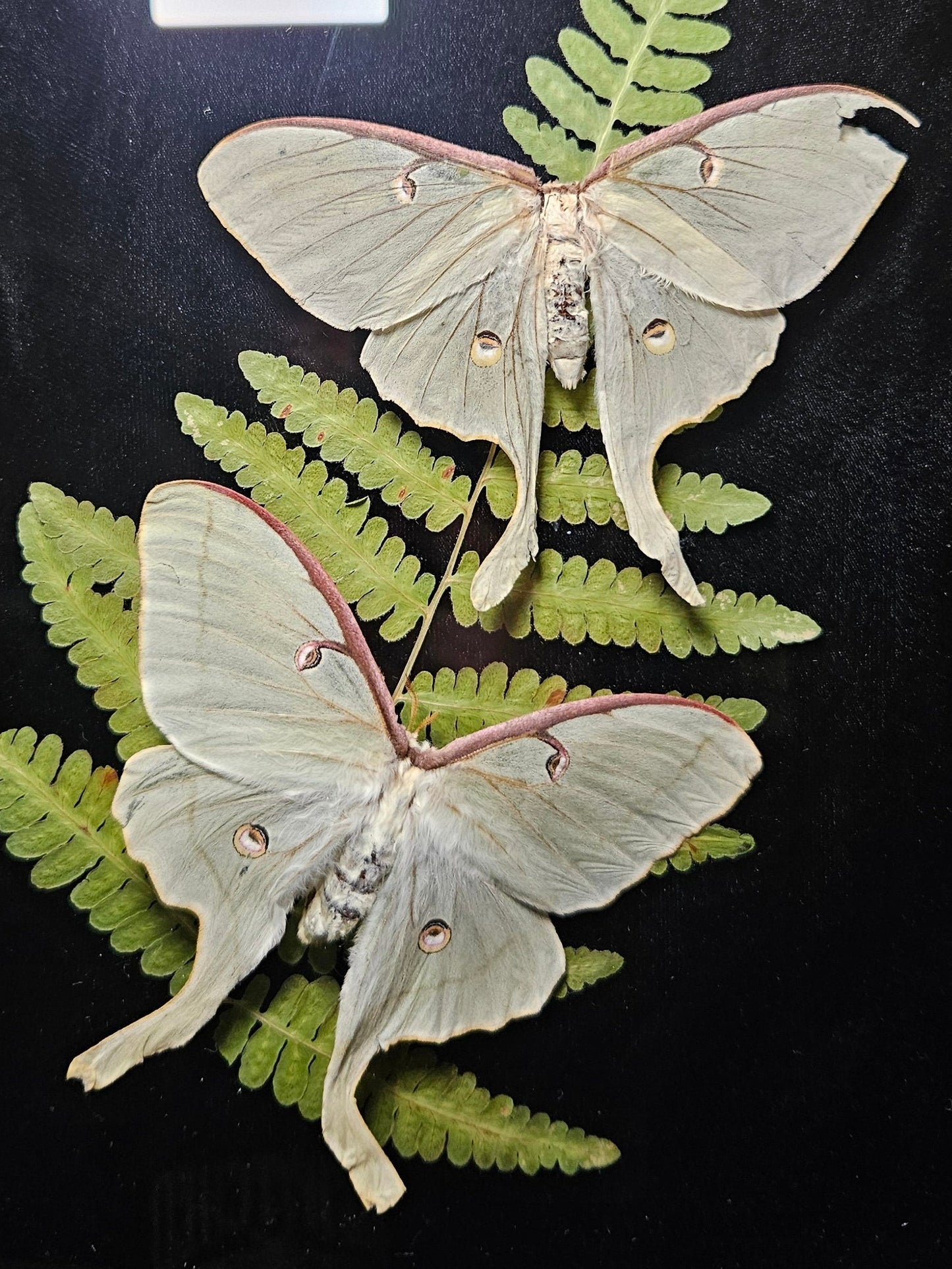 Luna Moth Duo Dance