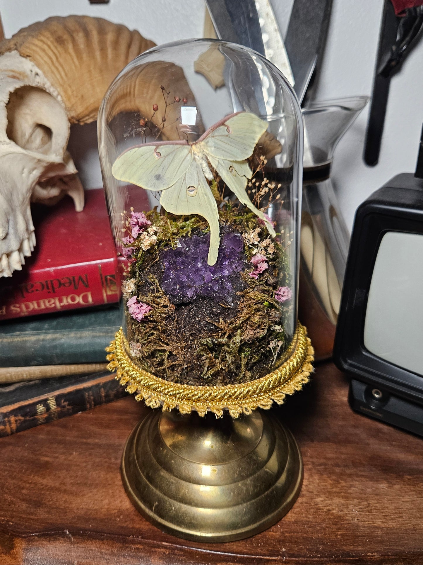 Luna Moth Dome