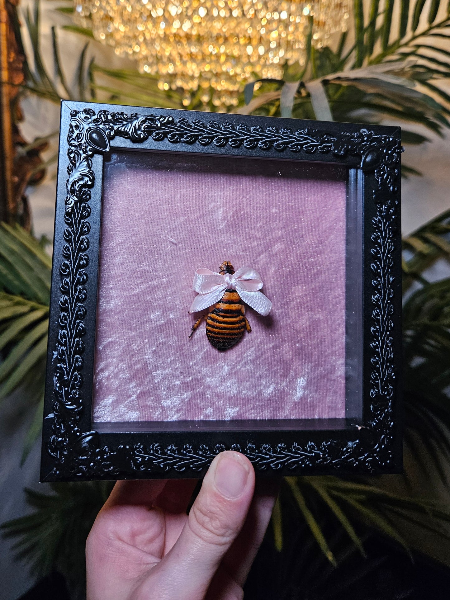 ✨️🎀cocka-roach🎀✨️