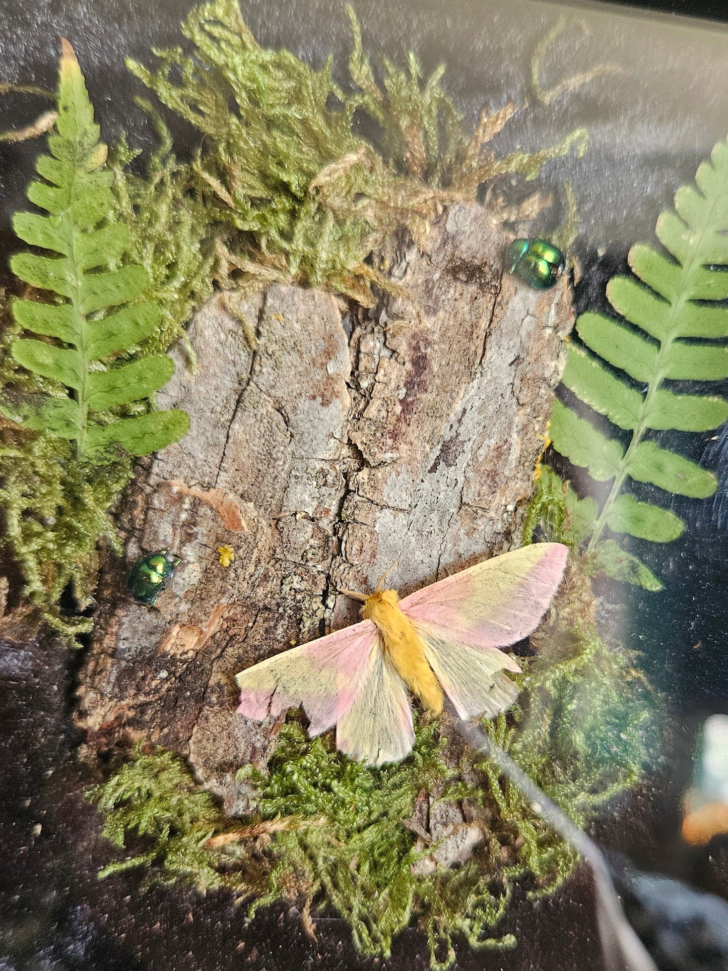 Rosy Maple Moth Eye-Spy