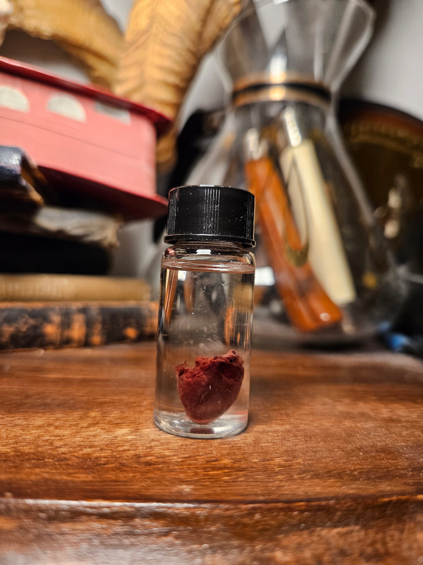 Ring necked dove heart wet specimen