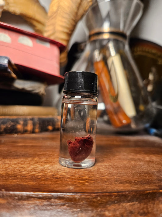 Ring necked dove heart wet specimen