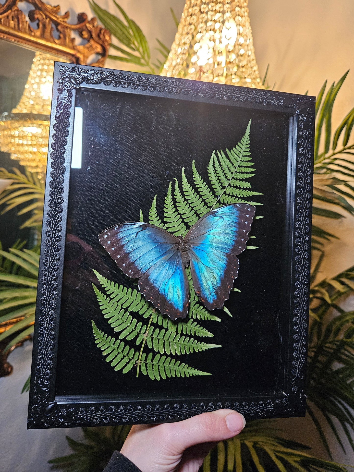 Blue Morpho Dance