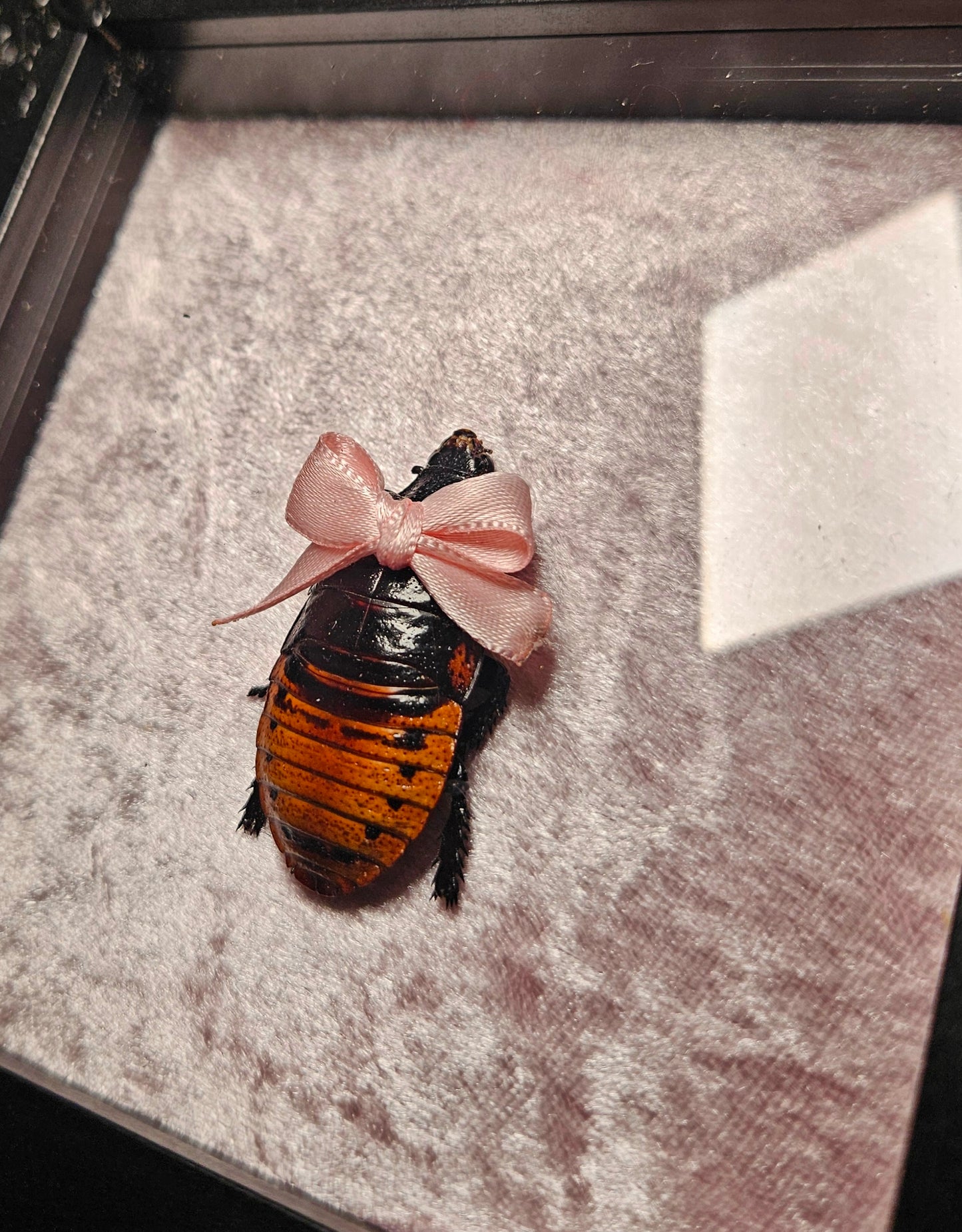 ✨️🎀cocka-roach🎀✨️