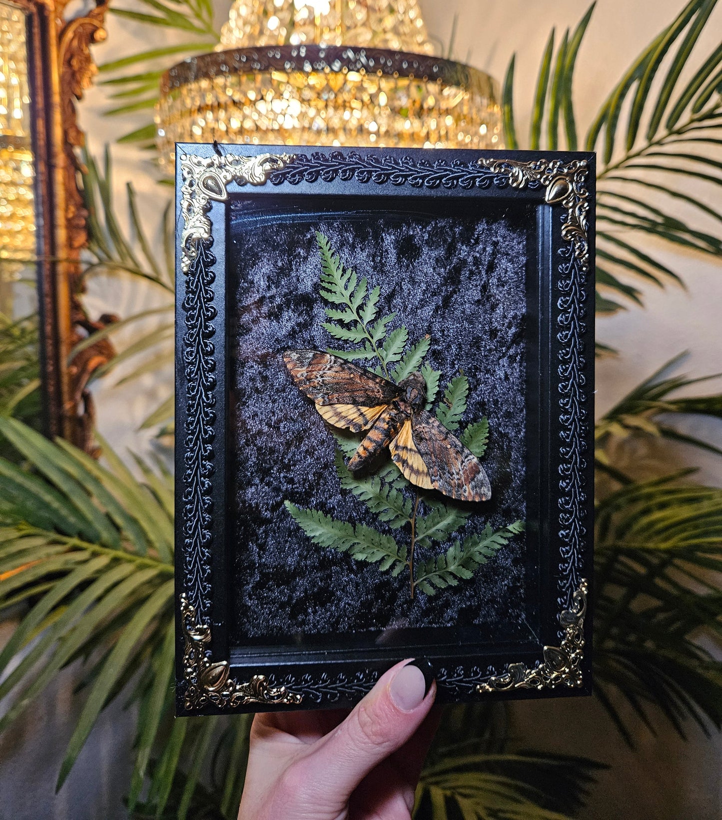 Deaths Head Moth Dance