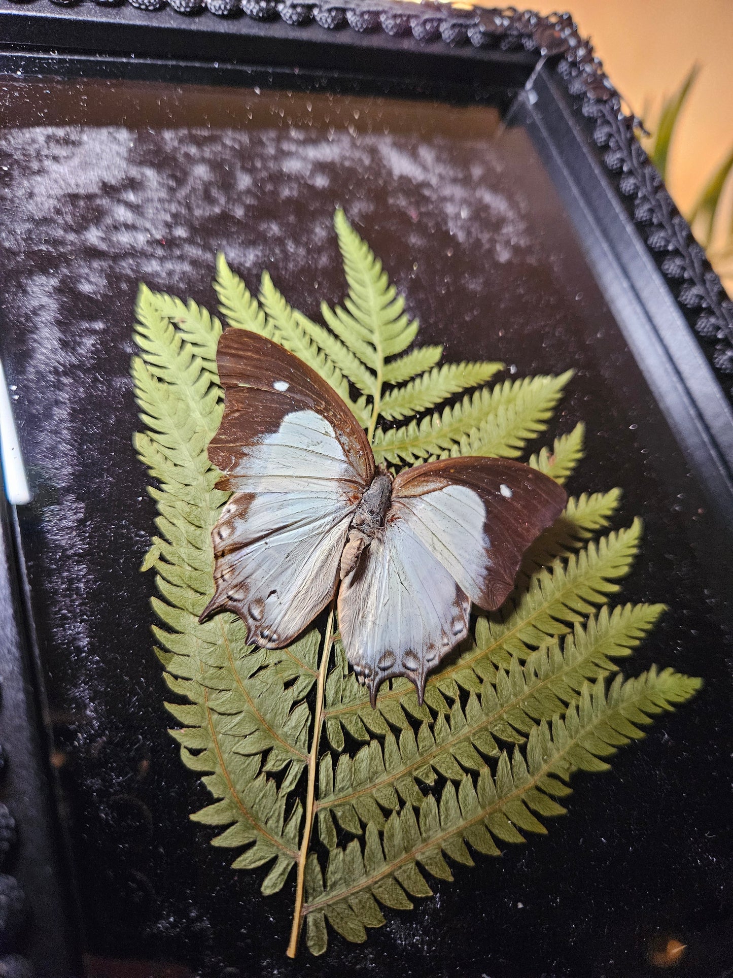Common Nawab Butterfly Dance