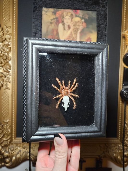 Brazilian Giant White Knee Molt