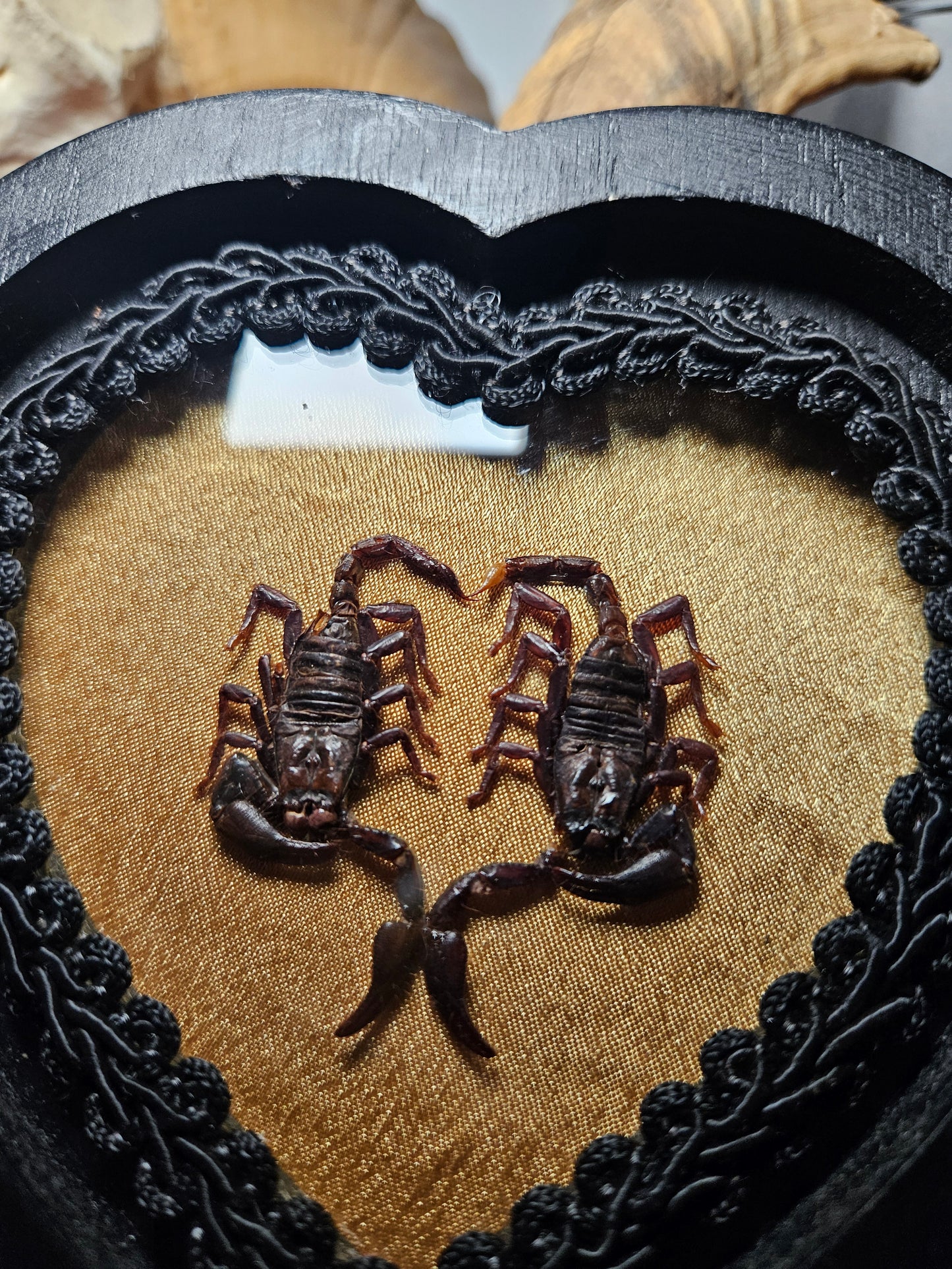Mini Gold Spicy Lovers