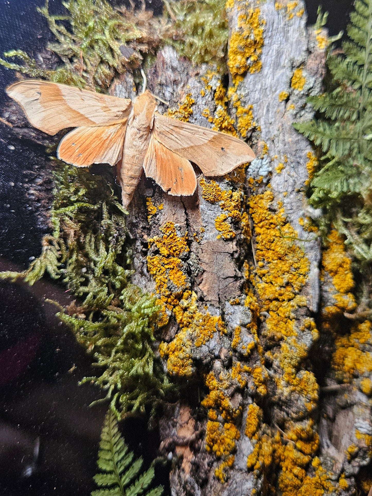 Oak Moth Eye-Spy
