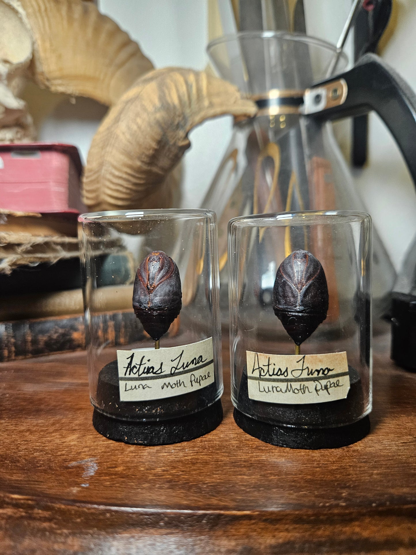 Moth & Butterfly Curio Domes
