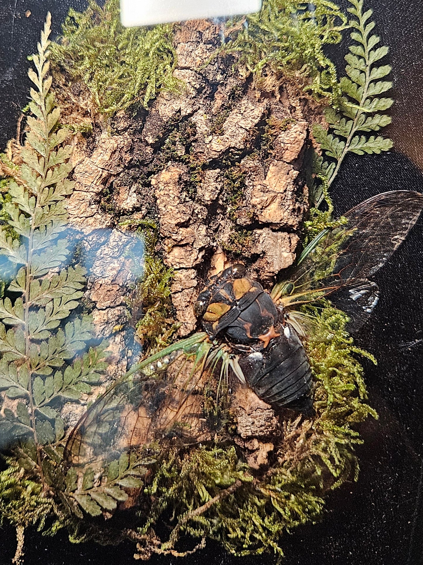 Cicada Eye-Spy