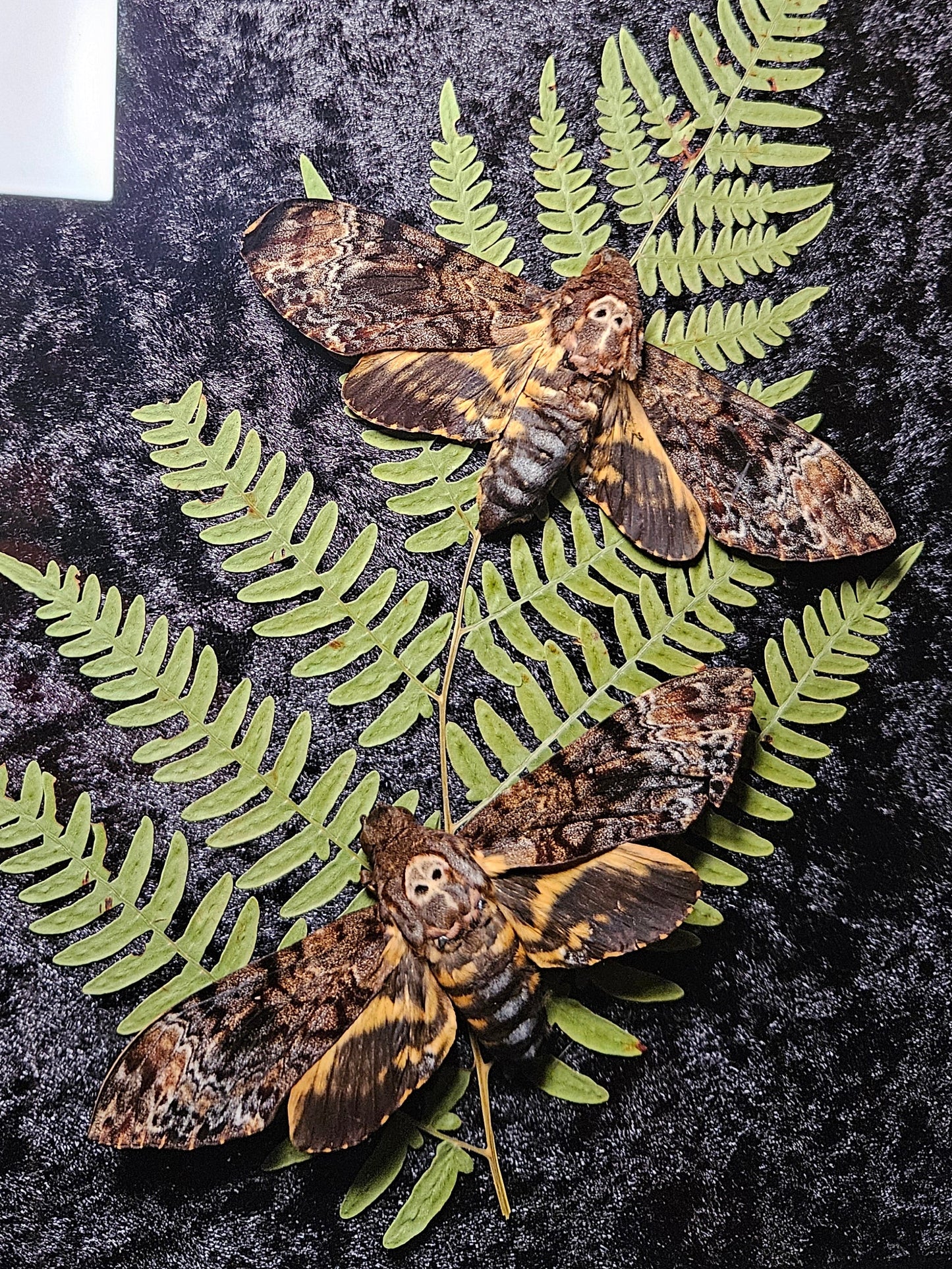Deathshead Moth Duo Dance