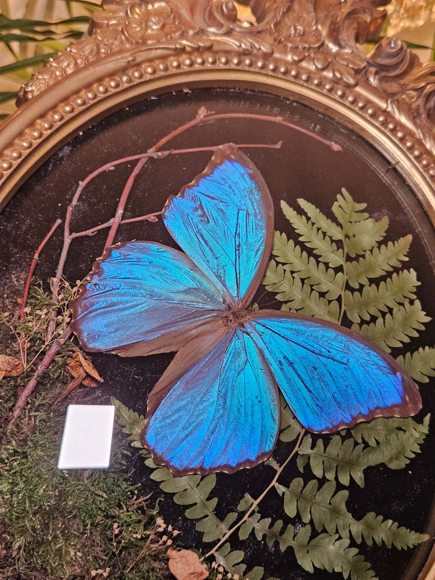 Giant Blue Morpho Dance